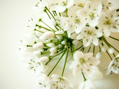 1832214白い花.jpg